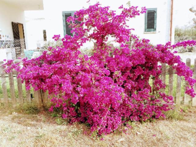 Casa Serradei Torchiarolo Dış mekan fotoğraf